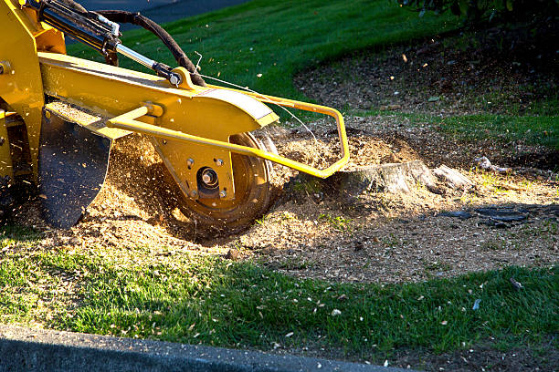 How Our Tree Care Process Works  in  Foxfire, NC